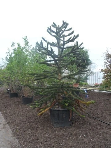 Apeboom (Araucaria Araucana) 11 Apeboom (Araucaria Araucana) - Afbeelding 11