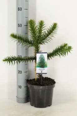 Apeboom (Araucaria Araucana) 31 Apeboom (Araucaria Araucana) -AOS Hoera Winkel araucaria araucana c3 m 1