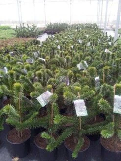 Apeboom (Araucaria Araucana) 30 Apeboom (Araucaria Araucana) -AOS Hoera Winkel araucaria c15