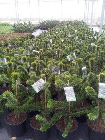 Apeboom (Araucaria Araucana) 14 Apeboom (Araucaria Araucana) - Afbeelding 14