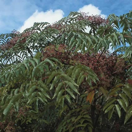 Duivelswandelstok (Aralia Elata) 2 Duivelswandelstok (Aralia Elata) - Afbeelding 2