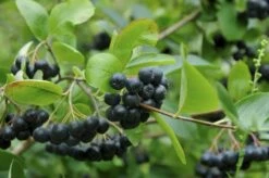 Appelbes (Aronia Melanocarpa)