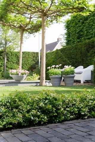 BerryBux Blauwe Bes (Vaccinium Angustifolium ’BerryBux') 5 BerryBux Blauwe Bes (Vaccinium Angustifolium ’BerryBux') - Afbeelding 5