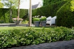 BerryBux Blauwe Bes (Vaccinium Angustifolium ’BerryBux') 8 BerryBux Blauwe Bes (Vaccinium Angustifolium ’BerryBux') -AOS Hoera Winkel berrybux heg bloei hr 4057