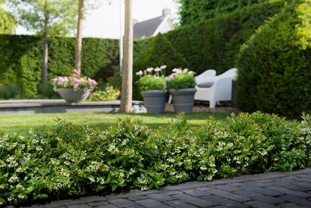 BerryBux Blauwe Bes (Vaccinium Angustifolium ’BerryBux') 4 BerryBux Blauwe Bes (Vaccinium Angustifolium ’BerryBux') - Afbeelding 4