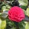 Camelia Als Leivorm (Camellia Japonica 'Black Lace')