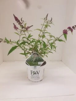 Vlinderstruik (Buddleja 'Miss Ruby') -AOS Hoera Winkel budd miss ruby