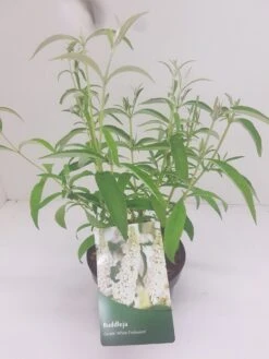 Vlinderstruik (Buddleja Davidii 'White Profusion') 11 Vlinderstruik (Buddleja Davidii 'White Profusion') -AOS Hoera Winkel budd white profusion