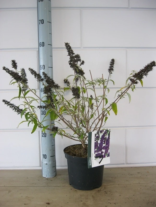 Vlinderstruik (Buddleja Davidii 'Black Knight') 5 Vlinderstruik (Buddleja Davidii 'Black Knight') - Afbeelding 5