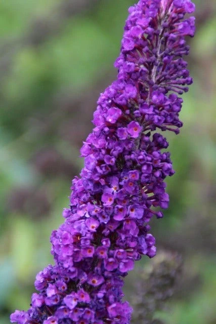 Vlinderstruik (Buddleja Davidii 'Black Knight') 2 Vlinderstruik (Buddleja Davidii 'Black Knight') - Afbeelding 2