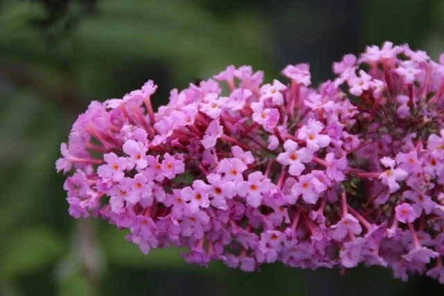 Vlinderstruik (Buddleja Davidii 'Pink Delight') 2 Vlinderstruik (Buddleja Davidii 'Pink Delight') - Afbeelding 2