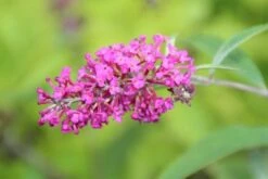 Vlinderstruik (Buddleja 'Miss Ruby') -AOS Hoera Winkel buddleja miss ruby 2