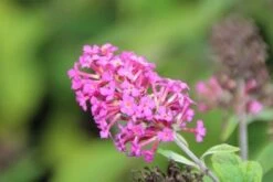Vlinderstruik (Buddleja 'Miss Ruby') -AOS Hoera Winkel buddleja miss ruby 5