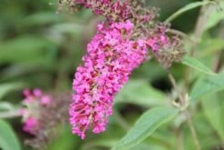 Vlinderstruik (Buddleja 'Miss Ruby') -AOS Hoera Winkel buddleja miss ruby 6