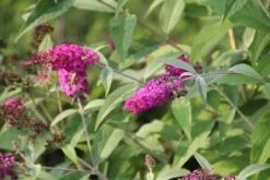 Vlinderstruik (Buddleja 'Miss Ruby') -AOS Hoera Winkel buddleja miss ruby 7