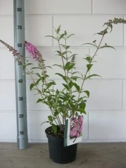 Vlinderstruik (Buddleja Davidii 'Pink Delight') 16 Vlinderstruik (Buddleja Davidii 'Pink Delight') -AOS Hoera Winkel buddleja pink delight c3 bloem 19 7 2016