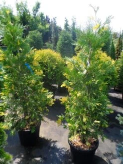 Bonte Libocedrus (Calocedrus Decurrens 'Aureovariegata') -AOS Hoera Winkel calocedrus decurrens aureovariegata 125 150 175