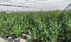 Camelia (Camellia 'Debbie') -AOS Hoera Winkel camellia 4