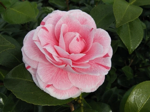 Camelia (Camellia Japonica 'Bonomiana') 3 Camelia (Camellia Japonica 'Bonomiana') - Afbeelding 3