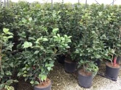 Camellia (Camellia Japonica 'Black Lace') 16 Camellia (Camellia Japonica 'Black Lace') -AOS Hoera Winkel camellia c12 2