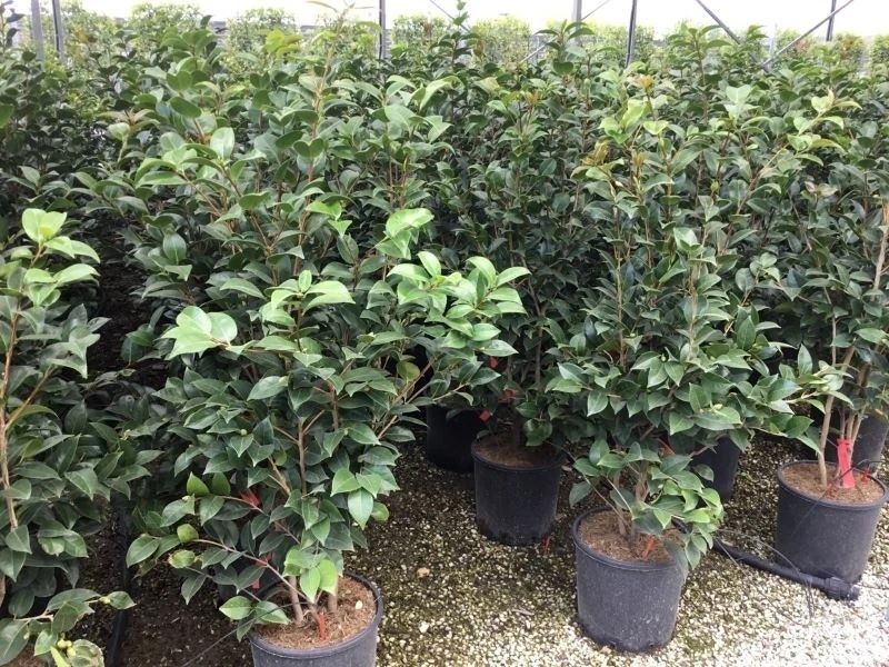 Camellia (Camellia Japonica 'Black Lace') 8 Camellia (Camellia Japonica 'Black Lace') - Afbeelding 8