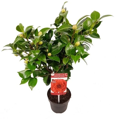 Camellia (Camellia Japonica 'Black Lace') 5 Camellia (Camellia Japonica 'Black Lace') - Afbeelding 5