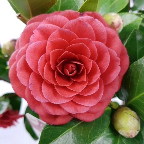 Camellia (Camellia Japonica 'Black Lace') 2 Camellia (Camellia Japonica 'Black Lace') - Afbeelding 2