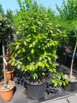 Camelia Als Leivorm (Camellia Japonica) -AOS Hoera Winkel camellia japonica 125 150 175 c50