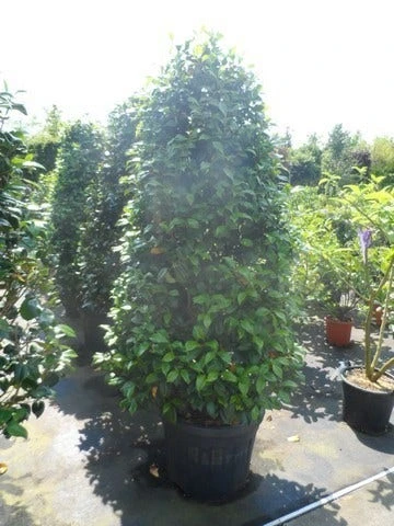 Camelia (Camellia, Rose) 8 Camelia (Camellia, Rose) - Afbeelding 8