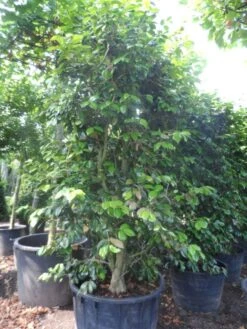 Camelia Als Leivorm (Camellia Japonica) -AOS Hoera Winkel camellia japonica 200 250 300 cont