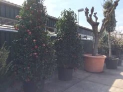 Camelia (Camellia, Rose) 19 Camelia (Camellia, Rose) -AOS Hoera Winkel camellia japonica 200 250 300 extra 1