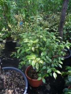 Camelia (Camellia, Rood) -AOS Hoera Winkel camellia japonica 60 80 c20 25