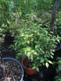 Camelia (Camellia, Rose) 18 Camelia (Camellia, Rose) -AOS Hoera Winkel camellia japonica 60 80 c20 25 1 2