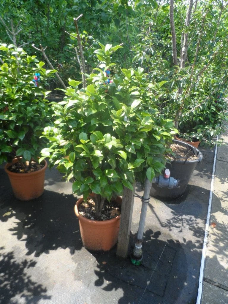 Camelia (Camellia, Rose) 7 Camelia (Camellia, Rose) - Afbeelding 7