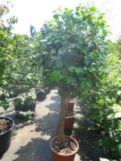 Camelia Op Stam (Camellia Japonica) -AOS Hoera Winkel camellia japonica halfstam c35 50