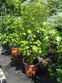 Camelia (Camellia, Rood) -AOS Hoera Winkel camellia japonica wit 80 100 125