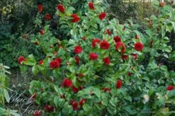 Camellia (Camellia Japonica 'Black Lace') 11 Camellia (Camellia Japonica 'Black Lace') -AOS Hoera Winkel camellia ret. black lace 1