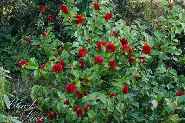 Camellia (Camellia Japonica 'Black Lace') 3 Camellia (Camellia Japonica 'Black Lace') - Afbeelding 3