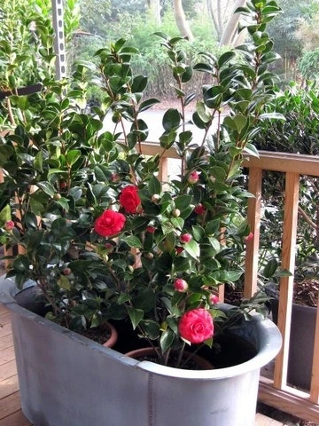 Camellia (Camellia Japonica 'Black Lace') 9 Camellia (Camellia Japonica 'Black Lace') - Afbeelding 9