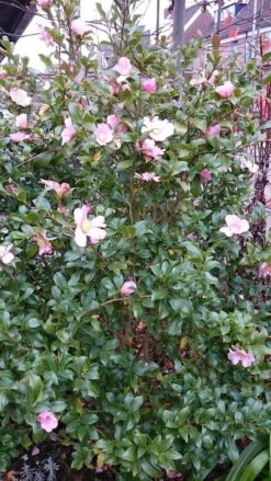 AOS Hoera Winkel -AOS Hoera Winkel camellia sasangua 1 1