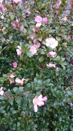 Camelia Als Boom (Camellia Sasanqua) -AOS Hoera Winkel camellia sasangua 2 1