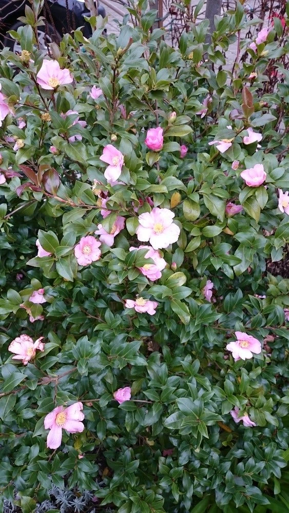 Camelia Als Bonsai (Camellia Sasanqua) 5 Camelia Als Bonsai (Camellia Sasanqua) - Afbeelding 5