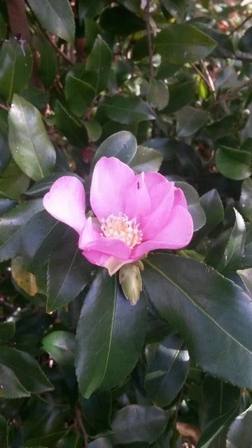Camelia (Camellia Sasanqua) 2 Camelia (Camellia Sasanqua) - Afbeelding 2