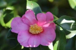 Camelia (Camellia Sasanqua) 19 Camelia (Camellia Sasanqua) -AOS Hoera Winkel camellia sasanqua 2 1