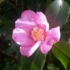 Camelia (Camellia Sasanqua)