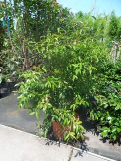 Camelia (Camellia Sasanqua) 16 Camelia (Camellia Sasanqua) -AOS Hoera Winkel camellia sasanqua 60 80 100 c25 1