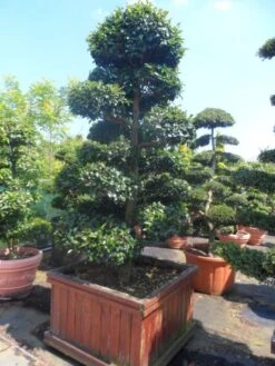 Camelia Als Bonsai (Camellia Sasanqua) 13 Camelia Als Bonsai (Camellia Sasanqua) -AOS Hoera Winkel camellia sasanqua bonsai 200 225 houten bak