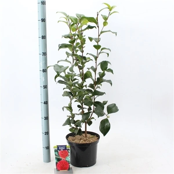 Camelia (Camellia Japonica 'Kramer's Supreme') 2 Camelia (Camellia Japonica 'Kramer's Supreme') - Afbeelding 2