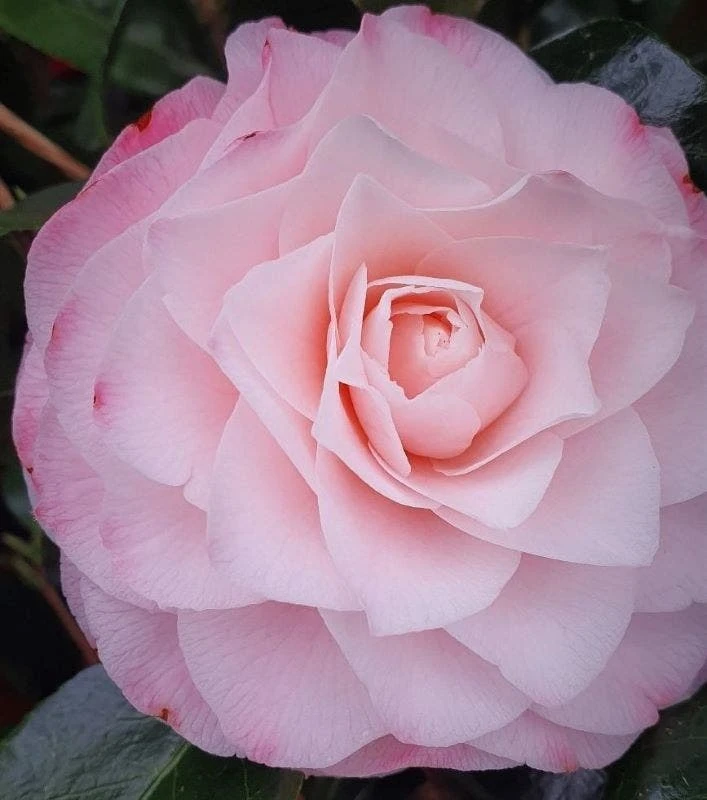 Camelia (Camellia Japonica 'Sacco Vera') 1 Camelia (Camellia Japonica 'Sacco Vera')