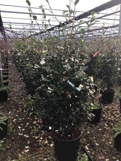 Camelia (Camellia Sasanqua 'Hino De Gumo') 2 Camelia (Camellia Sasanqua 'Hino De Gumo') - Afbeelding 2